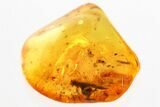 Detailed Fossil Wasp (Megaspilidae) In Baltic Amber #357713-1